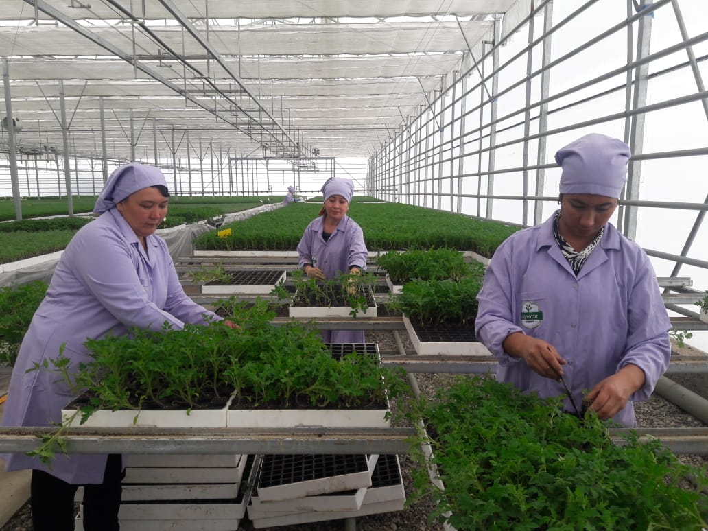 МӘЖІЛІС ДЕПУТАТТАРЫ САРЫАҒАШТАҒЫ КӘСІПОРЫНДАРДЫ АРАЛАДЫ