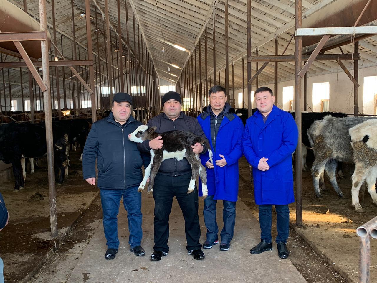 ШЫМКЕНТ: ЕШКІ СҮТІН ӨНДІРЕТІН ФЕРМА АШЫЛМАҚ