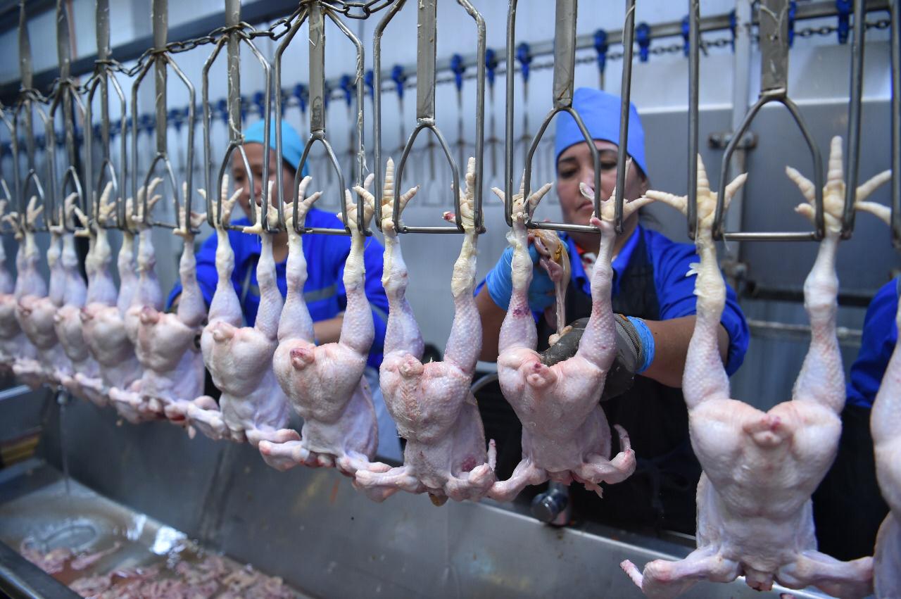 «ШЫМКЕНТ ҚҰС» ФАБРИКАСЫ ЖЫЛЫНА 2000 ТОННА ҚҰС ЕТІН ӨНДІРЕДІ