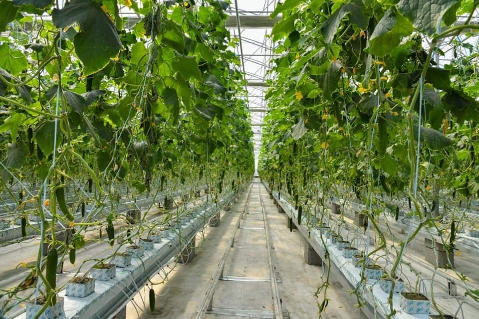 ШЫМКЕНТТЕ 30 ГА ЖЕРГЕ ЖЫЛЫЖАЙ КЕШЕНІ САЛЫНАДЫ