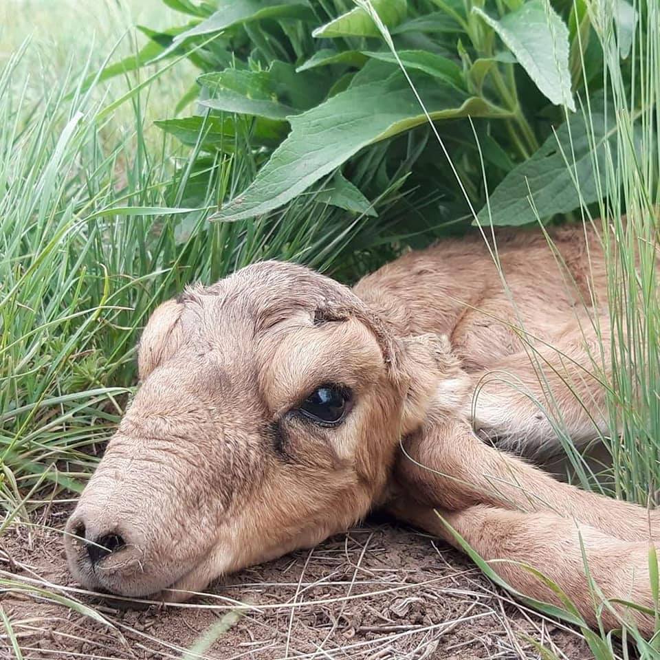 «ҚҰРАЛАЙДЫҢ САЛҚЫНЫ» ТУРАЛЫ НЕ БІЛЕМІЗ?