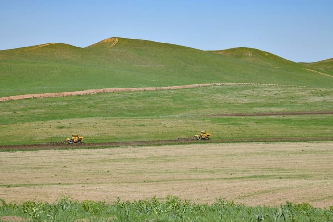 ШЫМКЕНТТЕ ЕГІСТІК КӨЛЕМІ 1000 ГЕКТАРҒА АРТТЫ