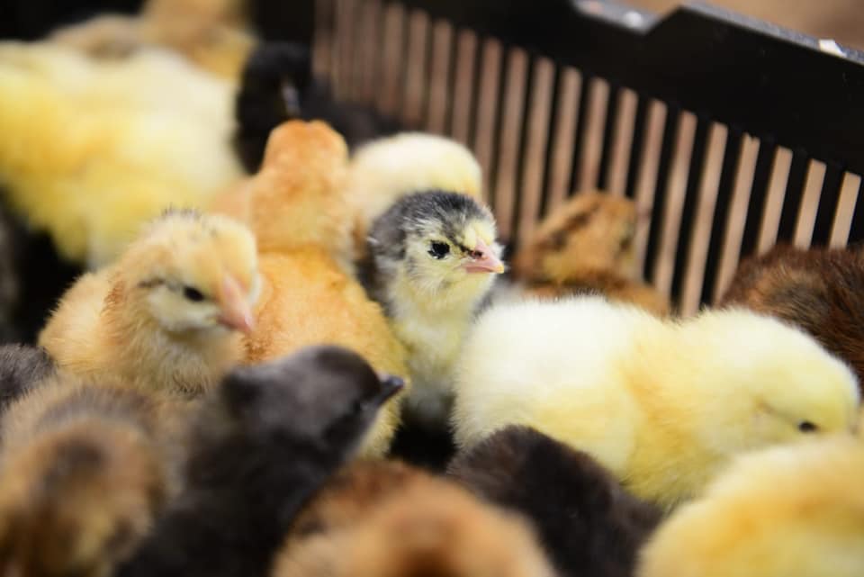 ШЫМКЕНТТЕ ТӨРТ АЙДА 48 МИЛЛИОН ДАНА ЖҰМЫРТҚА ӨНДІРІЛДІ