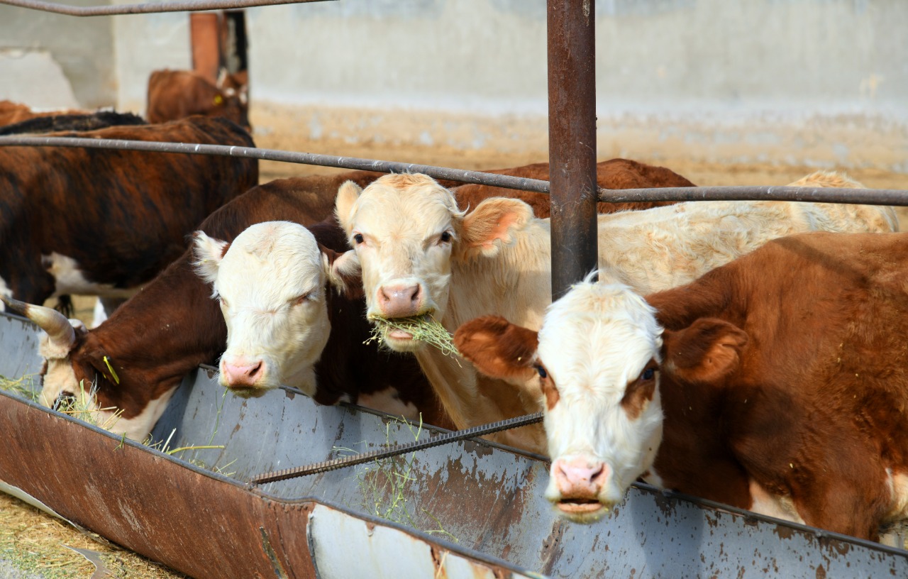 МЕМЛЕКЕТТІК ҚОЛДАУДЫҢ АРҚАСЫНДА МАЛ БАСЫ АРТЫП КЕЛЕДІ