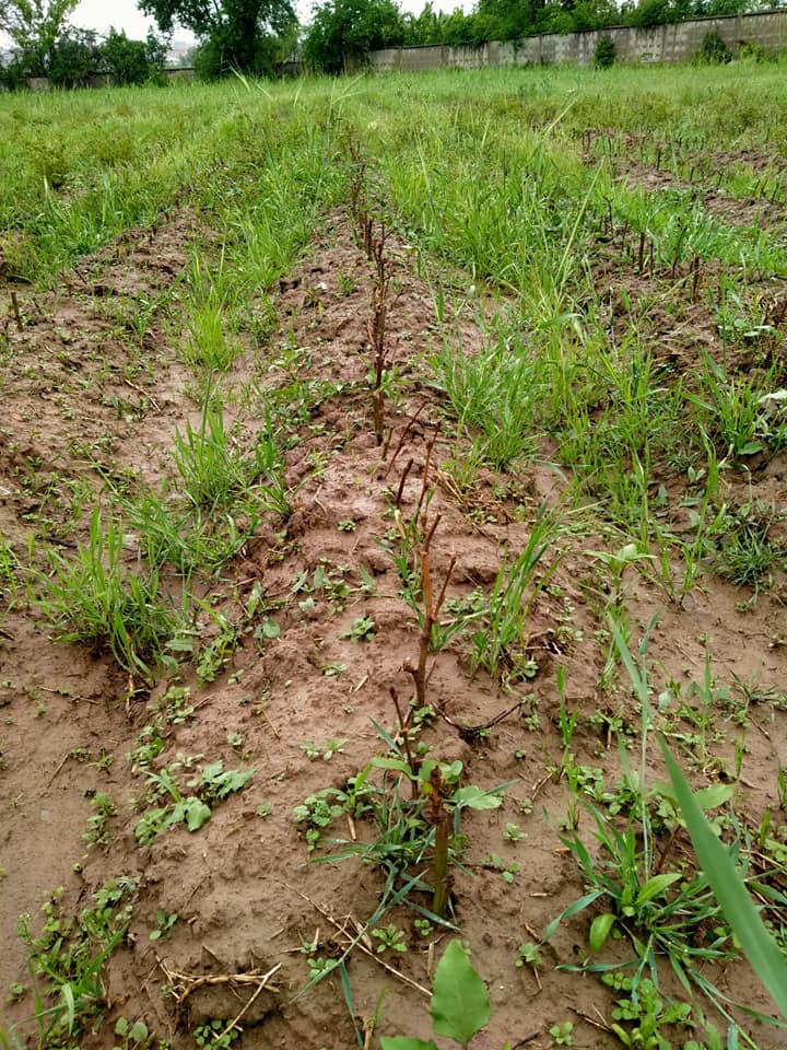 ДЕНДРОЛОГИЯЛЫҚ САЯБАҚТА АБАТТАНДЫРУ ЖҰМЫСТАРЫ ЖҮРГІЗІЛУДЕ