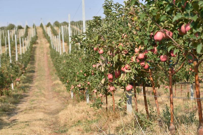 ШЫМКЕНТТЕ ИНТЕНСИВТІ БАУ КӨЛЕМІ АРТЫП КЕЛЕДІ