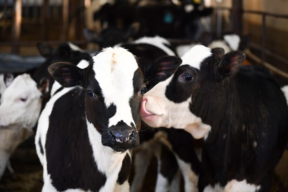 ШЫМКЕНТТЕ АУЫЛ ШАРУАШЫЛЫҒЫ ӨНІМІНІҢ КӨЛЕМІ 2,6 МИЛЛИАРД ТЕҢГЕГЕ АРТҚАН