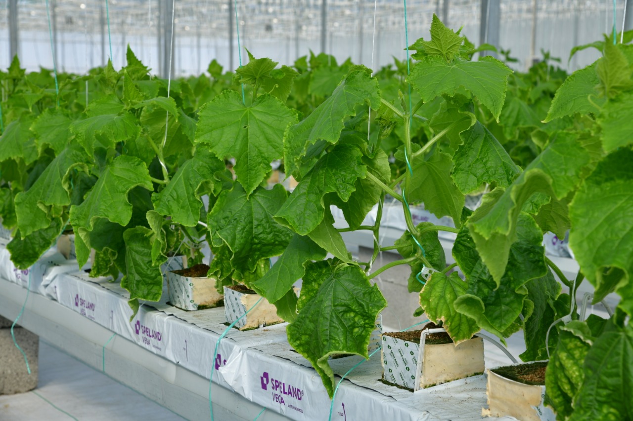 ШЫМКЕНТ: 136 ГЕКТАР АУМАҚҚА ӨНЕРКӘСІПТІК ЖЫЛЫЖАЙ КЕШЕНІ САЛЫНАДЫ