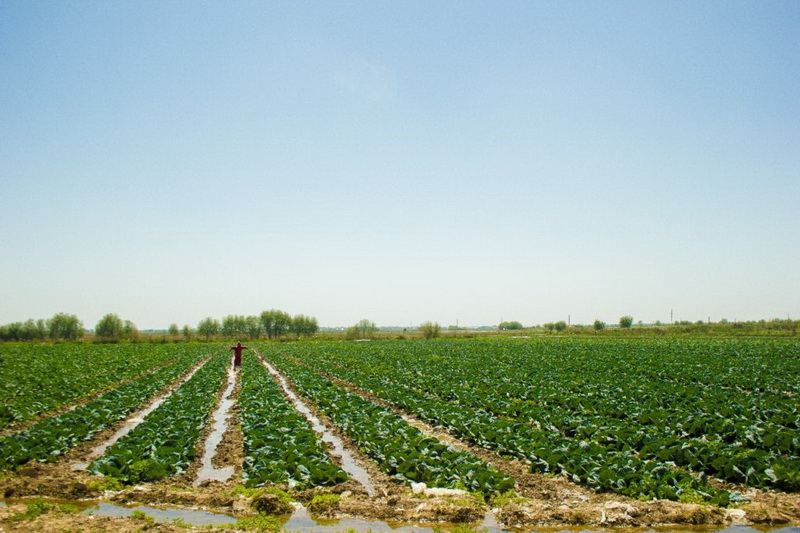 ЕГІСТІК АЛҚАБЫНАН 60 МЫҢ ТОННАҒА ЖУЫҚ ӨНІМ ЖИНАЛДЫ