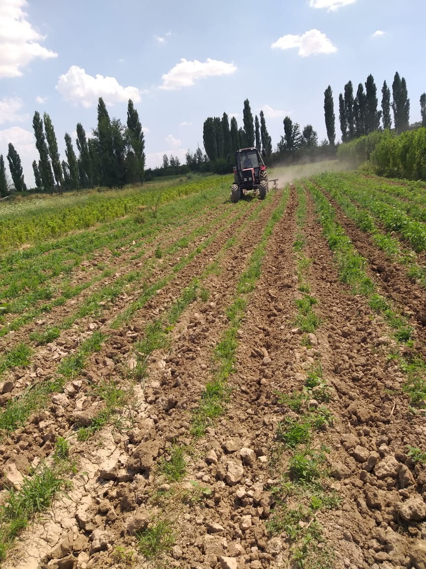 ШЫМКЕНТТЕ ТҰҚЫМБАҚ ЖЕМІСТІ ЖҰМЫС ІСТЕУДЕ