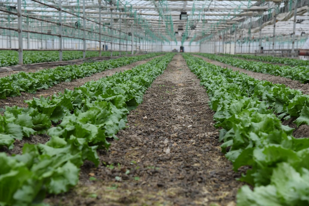 ШЫМКЕНТ ӘКІМІ КӨКӨНІС КӨШЕТІН ӨСІРЕТІН ЖЫЛЫЖАЙ ЖҰМЫСЫМЕН ТАНЫСТЫ