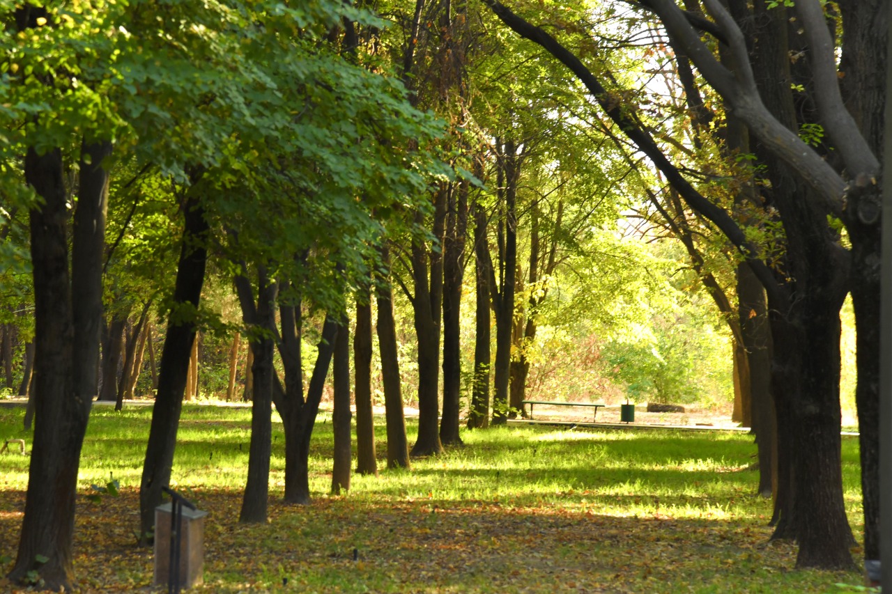 ДЕНДРОСАЯБАҚТА 20 ИНТРОДУЦЕНТ АҒАШ-БҰТАЛАРЫ ОТЫРҒЫЗЫЛДЫ