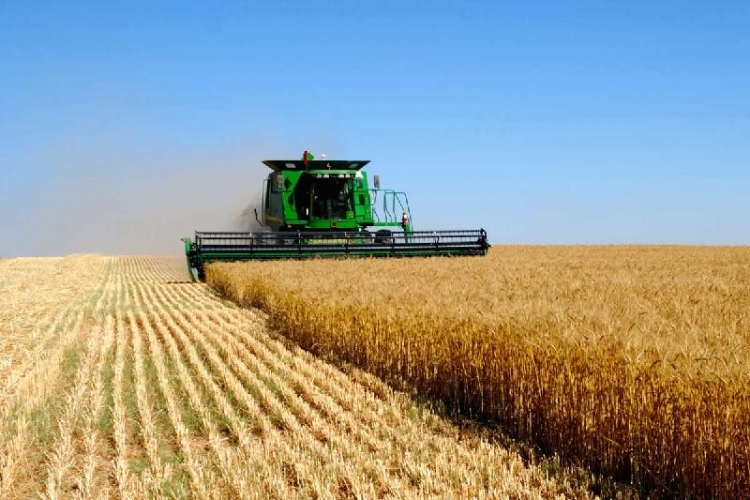 ШЫМКЕНТТЕ ЕГІСТІК АЛҚАПТАРЫНАН 60 МЫҢ ТОННАҒА ЖУЫҚ ӨНІМ ЖИНАЛДЫ