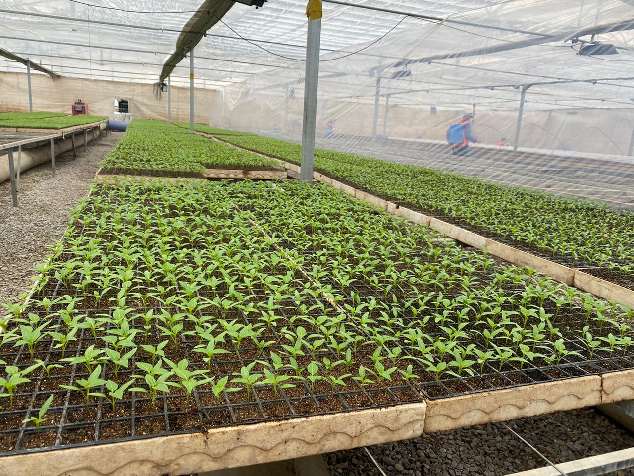 ШЫМКЕНТ ҚАЛАСЫ ӨЗ ГҮЛДЕРІН ӨСІРУДЕ