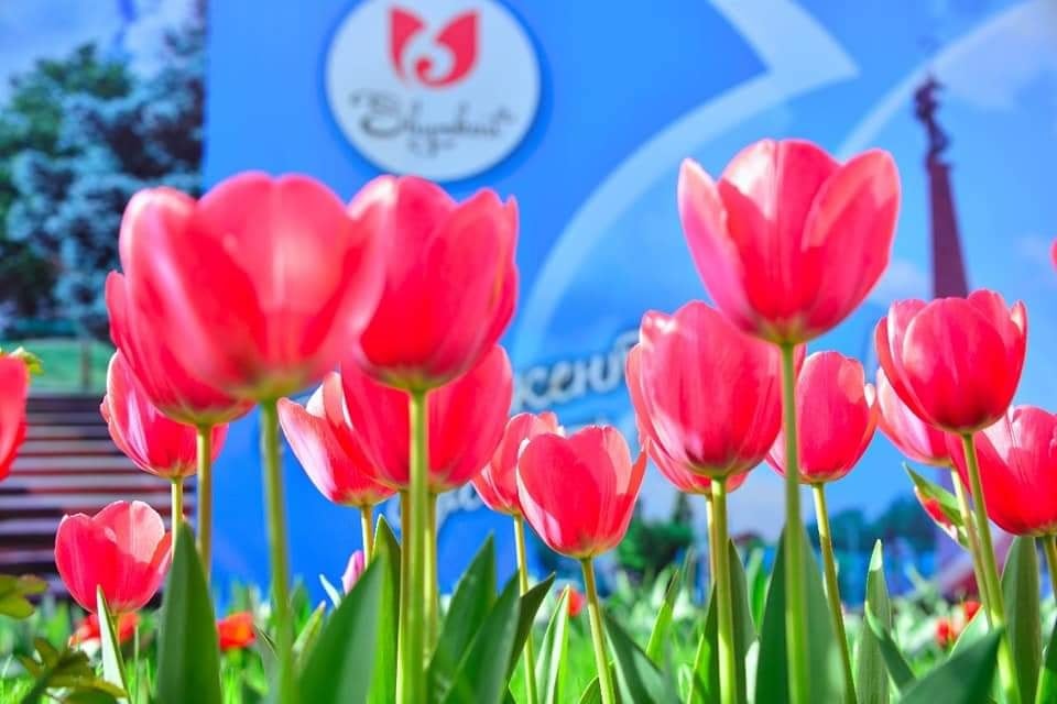 ШЫМКЕНТ ҚЫЗҒАЛДАҒЫ ТӘЖІК ЖЕРІНДЕ ГҮЛДЕЙДІ