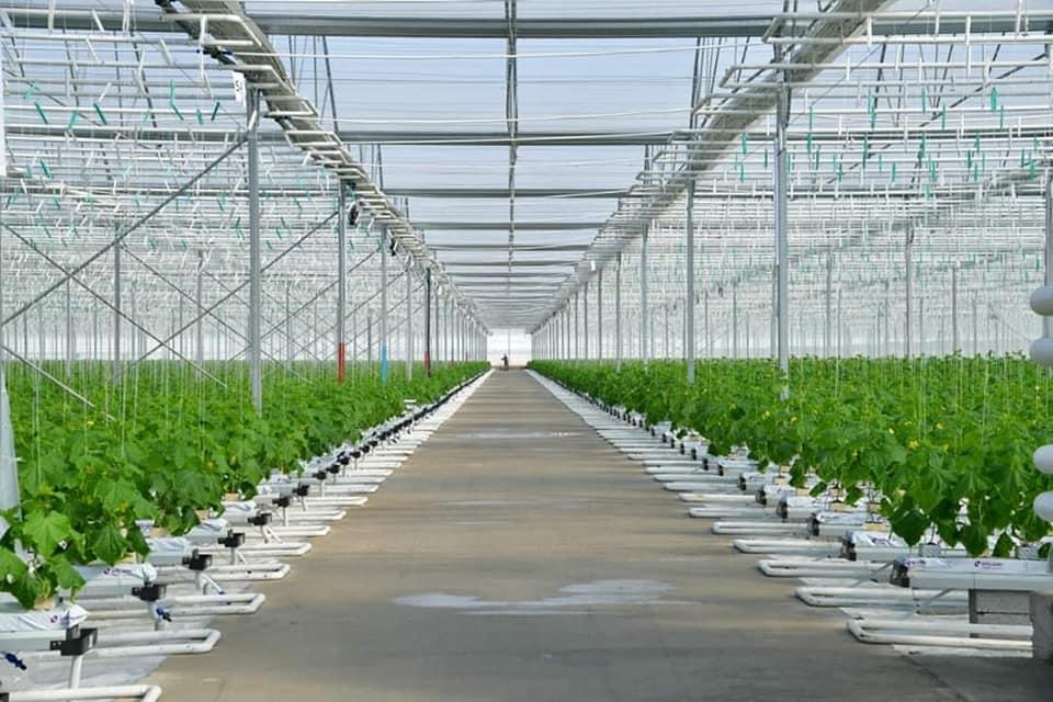 ШЫМКЕНТ: ЖЫЛЫЖАЙ КЕШЕНДЕРІНЕН ЖЫЛЫНА 17 МЫҢ ТОННА ӨНІМ ЖИНАЛАДЫ